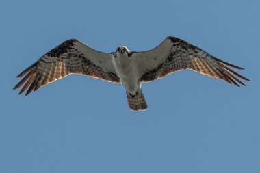 Uçuşta Osprey (Pandion haliaetus)