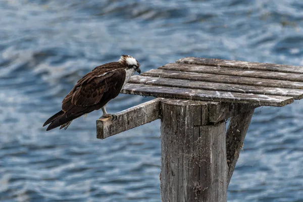 Osprey Descanso Pandion Haliaetus Lago Chatcolet — Foto de Stock