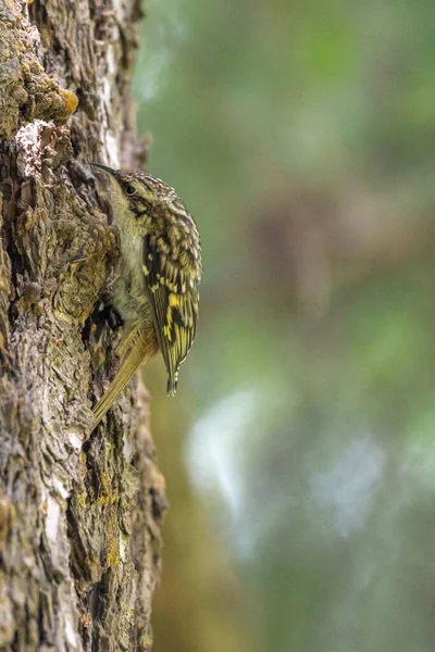 Creeper Marrom Certhia Americana Idaho — Fotografia de Stock