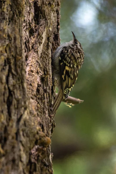 Kahverengi Creeper Certhia Americana Idaho — Stok fotoğraf