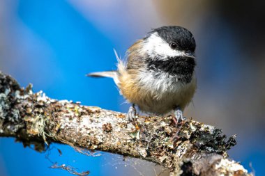 Siyah başlıklı Chickadee (Poecile atricapillus), Idaho