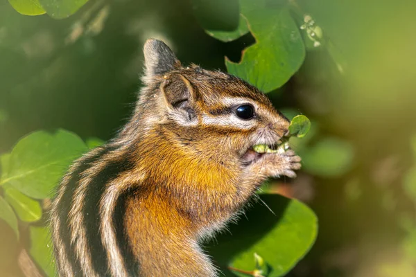 Ardilla Pino Amarillo Neotamias Amoenus Idaho — Foto de Stock