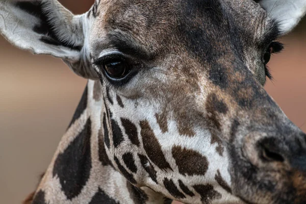 Rothschild Baringo Giraffe Giraffa Camelopardalis Rothschildi — стоковое фото