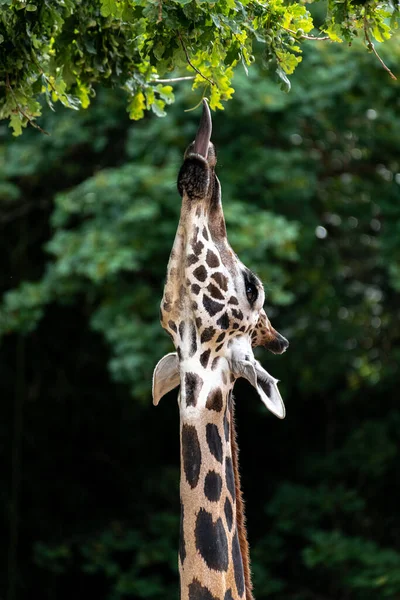 Żyrafa Rothschild Lub Baringo Giraffa Camelopardalis Rothschildi — Zdjęcie stockowe