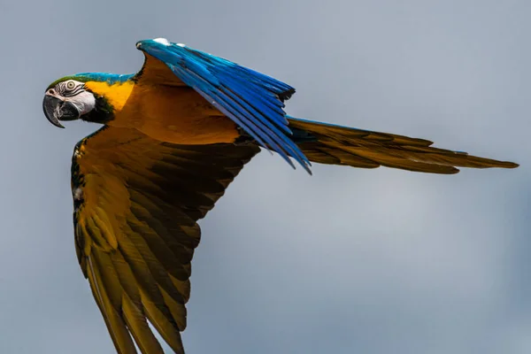 Flygande Blågul Macaw Ara Ararauna — Stockfoto
