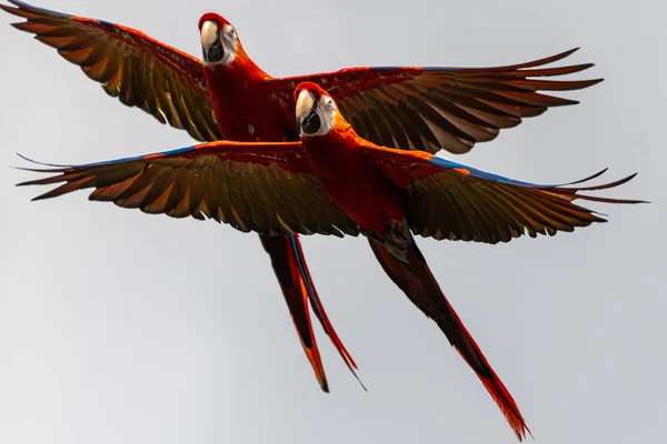 Létající Šarlatové Macaw Ara Macao — Stock fotografie