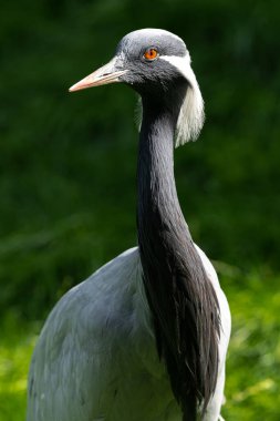 Demoiselle Crane 'in Portresi (Başak Antropoides))