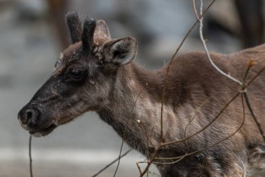 Boreal Woodland Ren geyiği (Rangifer tarandus caribou)