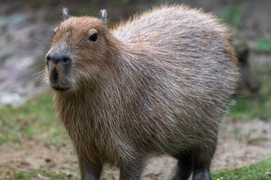 Capybara veya Carpincho (Hydrochoerus hydrochaeris)