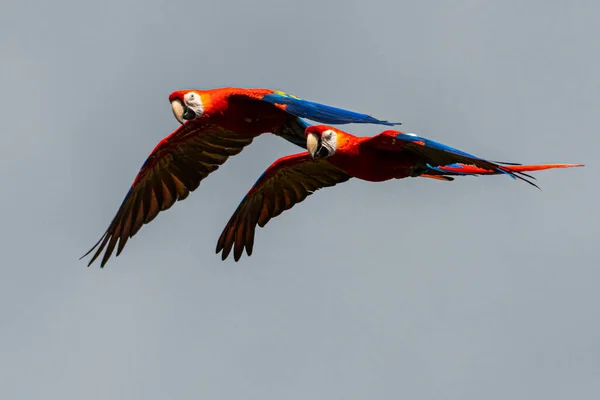 Létající Šarlatové Macaw Ara Macao — Stock fotografie