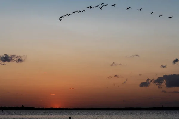 Sunset Steinhuder Meer Flying Greylag Gansos Ansa Ansa Alemanha — Fotografia de Stock