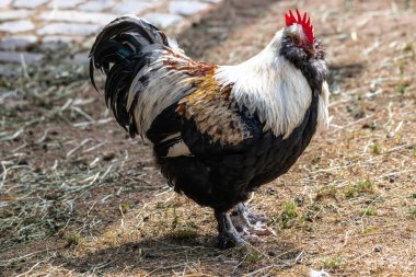 Erkek Faverolles Tavuğu (Gallus gallus)