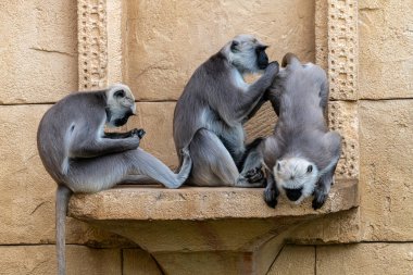Gri veya Hanuman Langurs (Semnopithecus entellus)