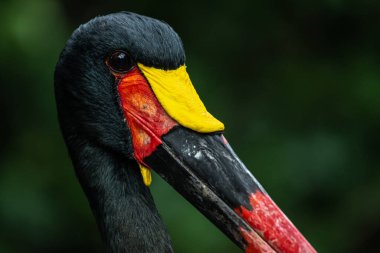 Eyer gagalı leylek ya da Saddlebill (Ephippiorhynchus senegalensis)