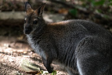 Kırmızı boyunlu Wallaby ya da Bennett 'in valabisi (Macropus rufogriseus)