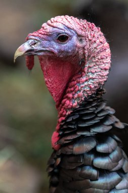 Erkek Vahşi Türkiye (Meleagris Dörtnala)