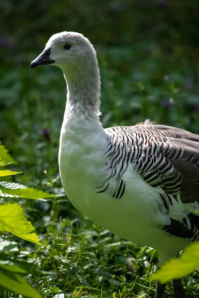 Erkek Upland Goose Chloephaga Picta — Stok fotoğraf