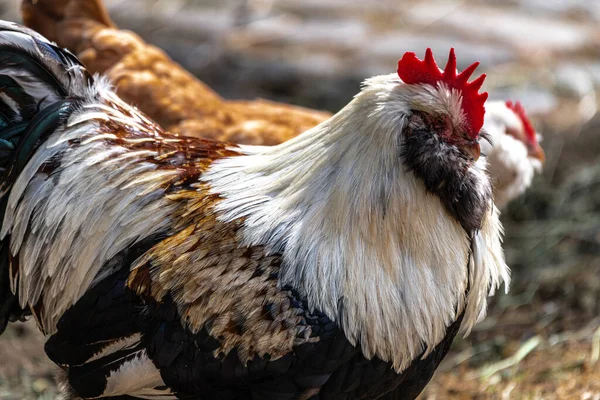 Male Faverolles Chicken Gallus Gallus — Stock Photo, Image