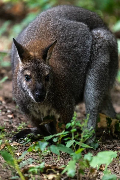 Rothalswallaby Oder Bennett Wallaby Macropus Rufogriseus — Stockfoto