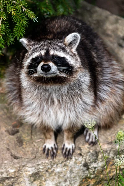 Racoon Procyon Lotor Search — Stock Photo, Image
