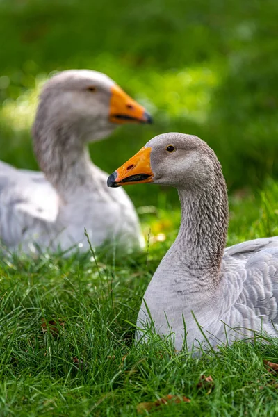 Dom Gęsi Pommersche Landgans Anser Anser Niemcy — Zdjęcie stockowe