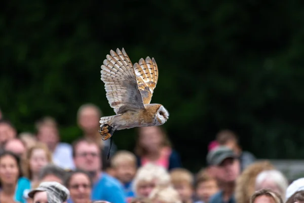 Hibou Des Clochers Tyto Alba Bird Flight Show — Photo