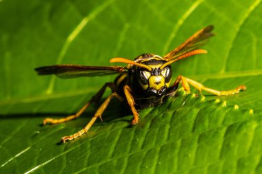 Sarı Ceket 'in (Vespula vulgaris) yakın çekimi)