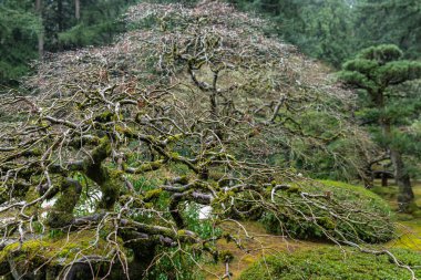 Portland, Japon Bahçesinde Düşen Ağaç, Ameliyathane