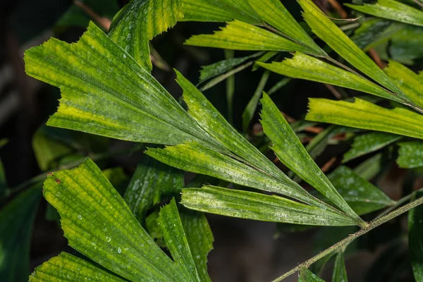 Blätter Der Burmesischen Oder Clustering Fishtail Plant Caryota Mitis — Stockfoto