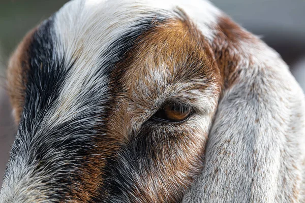 Portrét Domácí Kozy Capra Aegagrus Hircus — Stock fotografie