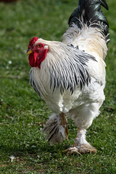 White Brahma Chicken Brahma Pootra Gallus Gallus Domesticus — Stock Photo, Image