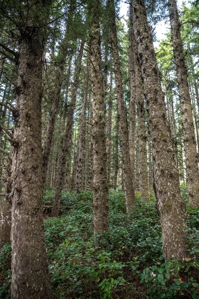 Alberi Conifere Nell Oregon Costiero — Foto Stock