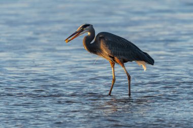 Büyük Mavi Balıkçıl (Ardea herodias) Pasifik Okyanusu 'nda, Nehalem Sahili' nde ya da