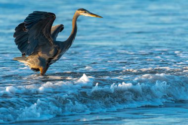 Büyük Mavi Balıkçıl (Ardea herodias) Pasifik Okyanusu 'nda, Nehalem Sahili' nde ya da