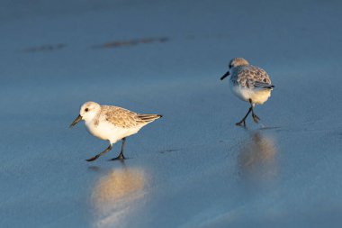 Nehalem Plajı 'ndaki Karlı Plover (Charadrius nivosus)