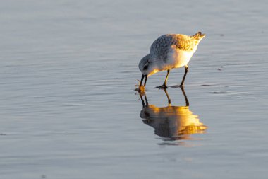 Nehalem Plajı 'ndaki Karlı Plover (Charadrius nivosus)