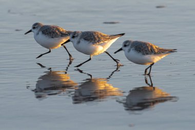 Nehalem Plajı 'ndaki Karlı Plover (Charadrius nivosus)
