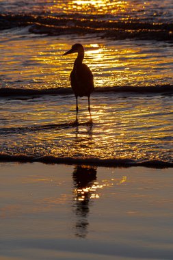 Büyük Mavi Balıkçıl (Ardea herodias) Nehalem Sahili 'nde Sunset' te avlanıyor.