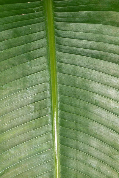 Heliconia Leaf Heliconia Chartacea Platystachys — Foto Stock