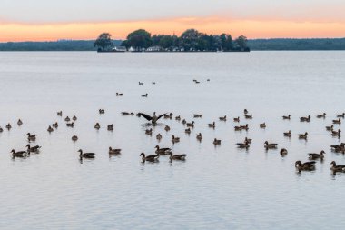 Almanya 'nın Steinhuder Meer şehrinde günbatımında, Greylag Kazları (Ansa ansa) önde, Wilhelmstein Adası arkada.