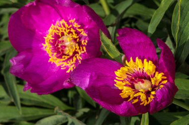 Peony Bahçesi Çiçeği (Paeonia officinalis subsp. Banatica)