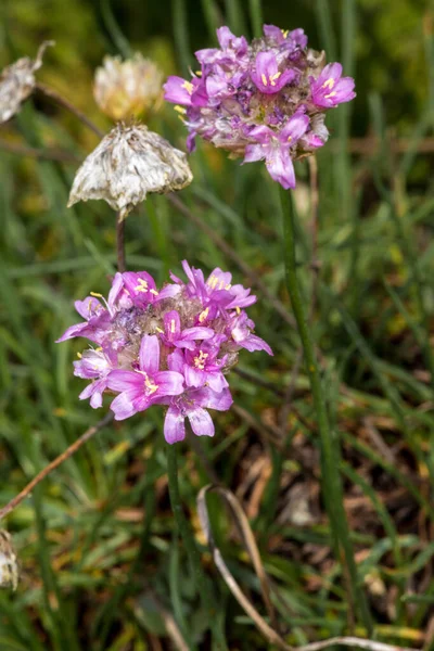 Blüten Der Armeria Armeria Alpina — Stockfoto