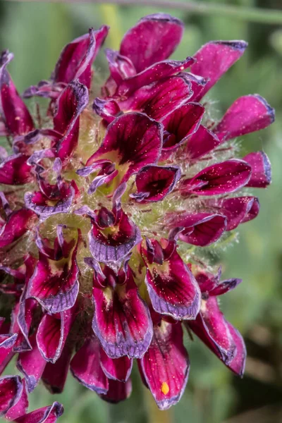 Цветок Горы Кидни Ветч Anthyths Montana — стоковое фото