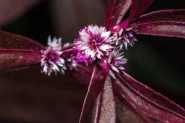 Άνθη Του Sessile Joyweed Alternanthera Sessilis — Φωτογραφία Αρχείου