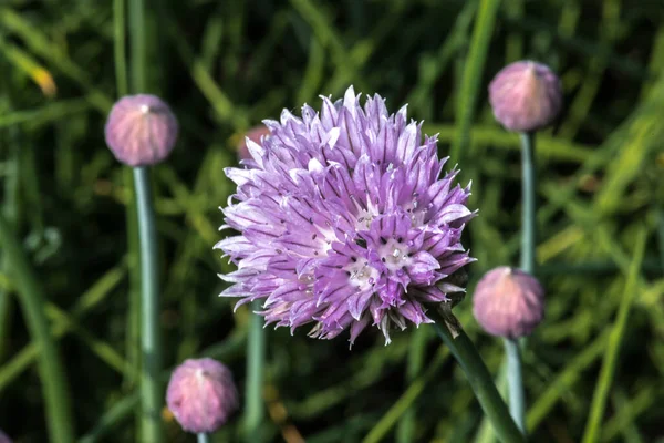 Chive Çiçekleri Allium Schoenoprasum — Stok fotoğraf