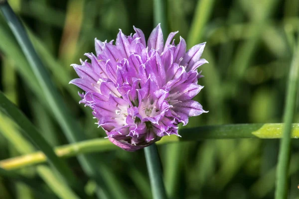 Kwiaty Szałwii Allium Schoenoprasum — Zdjęcie stockowe