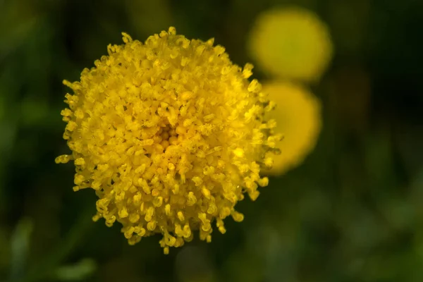 クリソコマ アウレアの花 — ストック写真