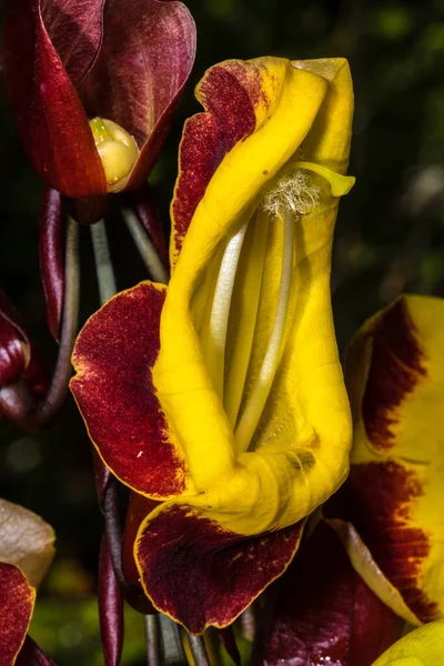 Flowers of Indian Clock Vine (Thunbergia mysorensis)