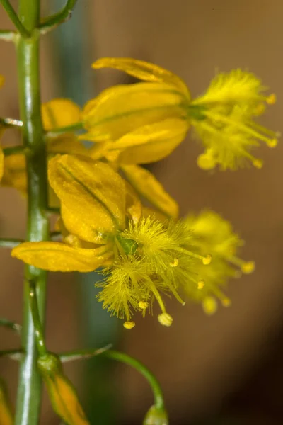 Flor Bulbine Plant Bulbine Alooides — Fotografia de Stock