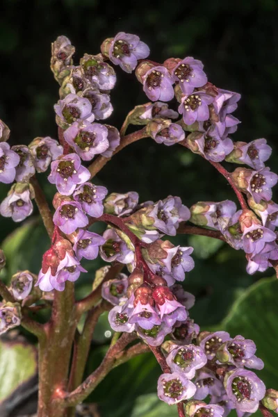 Sibirya Çayı Çiçekleri Bergenia Crassifolia — Stok fotoğraf